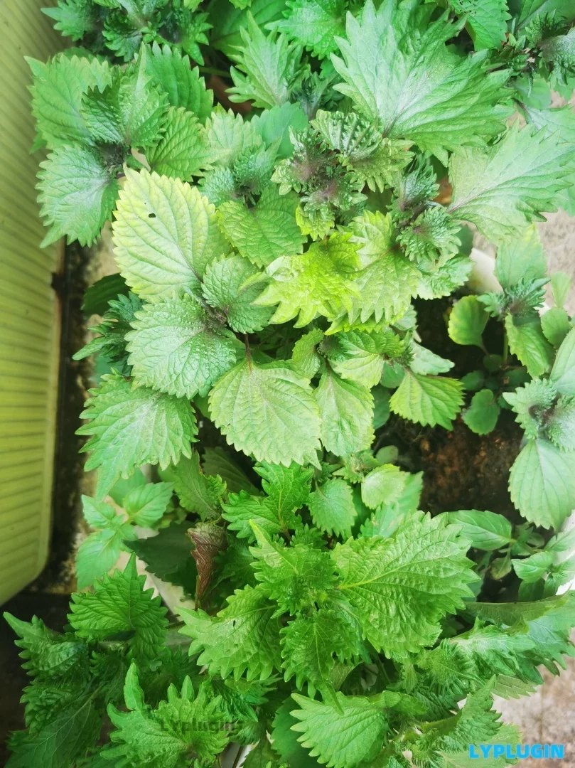 老阳插件具有特异香气的草本调味料型蔬菜图片 | 老阳插件