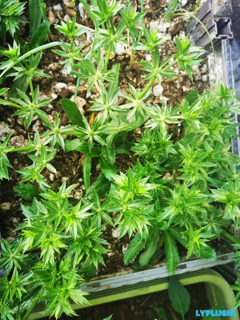 老阳插件具有特异香气的草本调味料型蔬菜图片 | 老阳插件