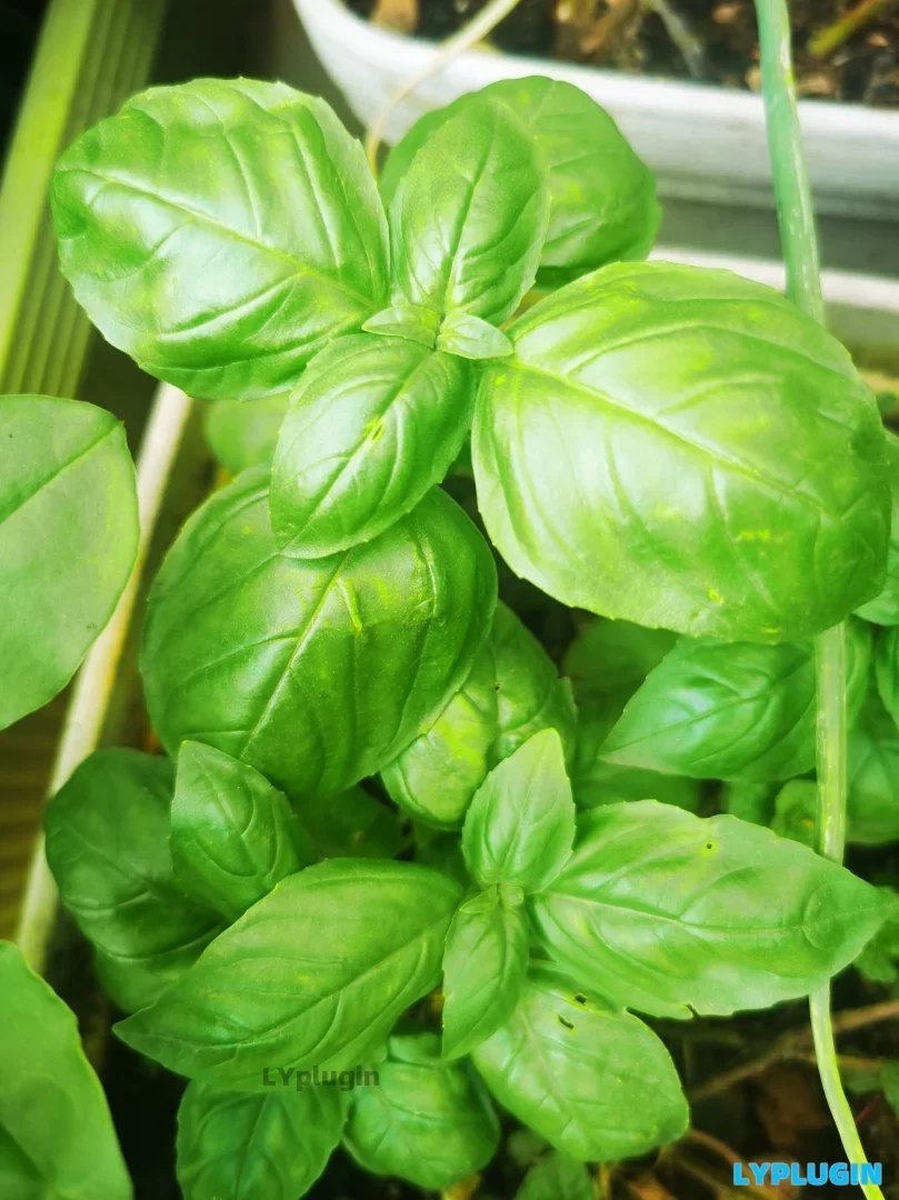 老阳插件具有特异香气的草本调味料型蔬菜图片 | 老阳插件