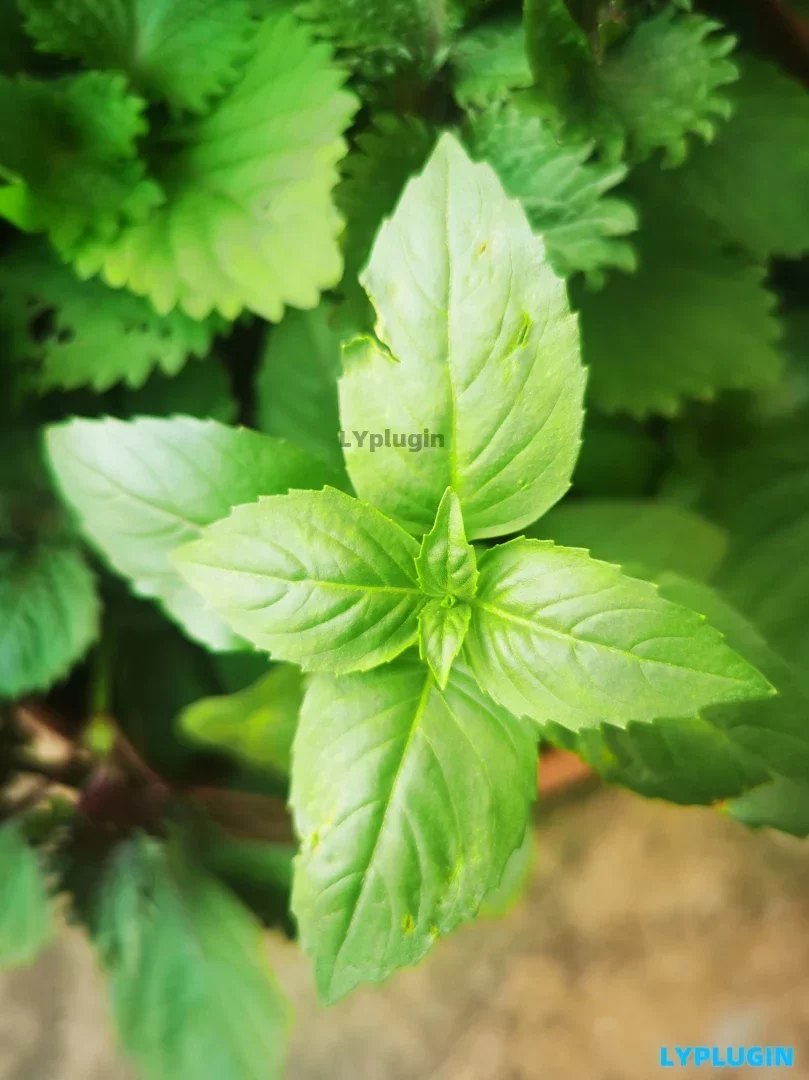老阳插件具有特异香气的草本调味料型蔬菜图片 | 老阳插件