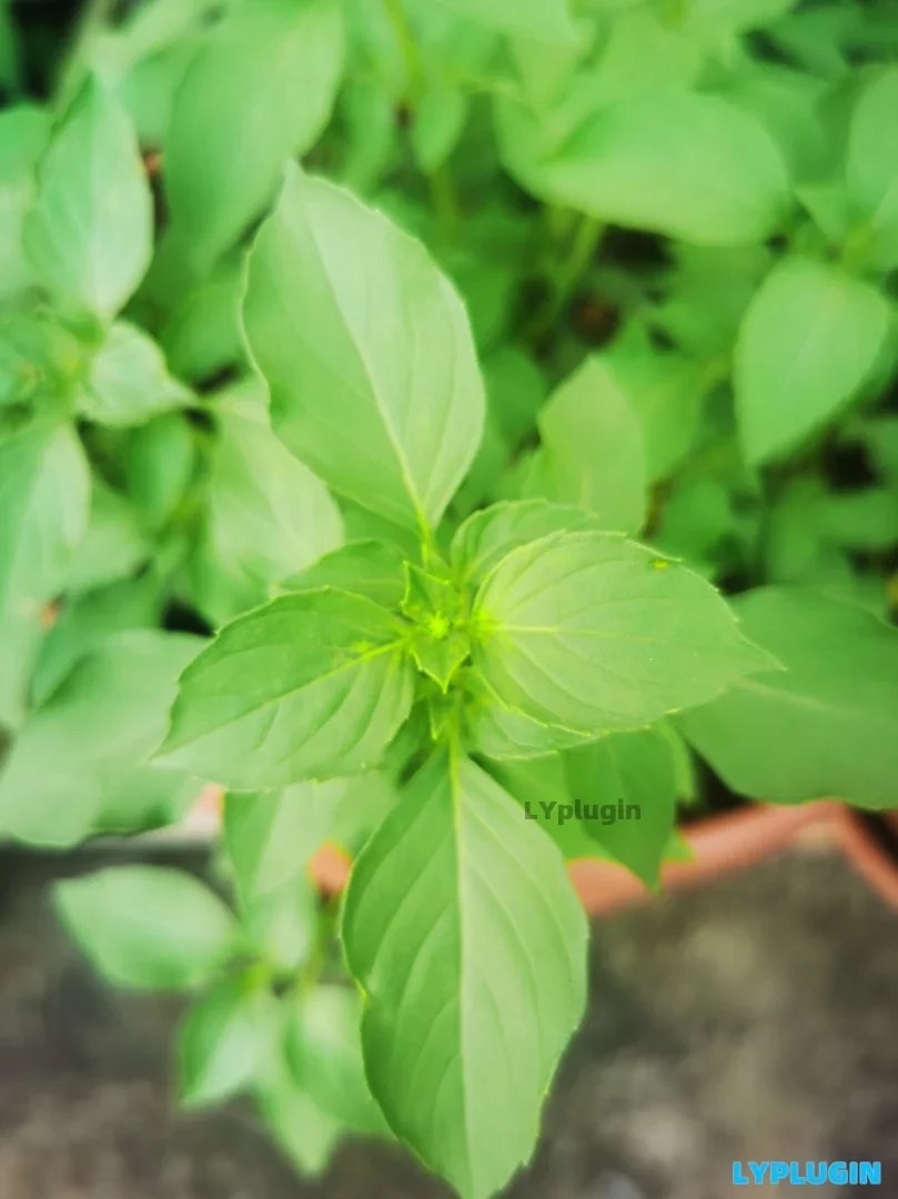 老阳插件具有特异香气的草本调味料型蔬菜图片 | 老阳插件