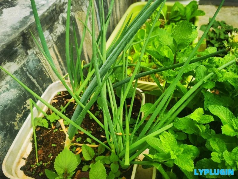 老阳插件具有特异香气的草本调味料型蔬菜图片 | 老阳插件