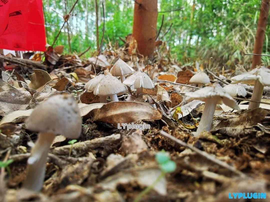 老阳插件广西当地叫它是碎菌的鸡枞菌图片 | 老阳插件