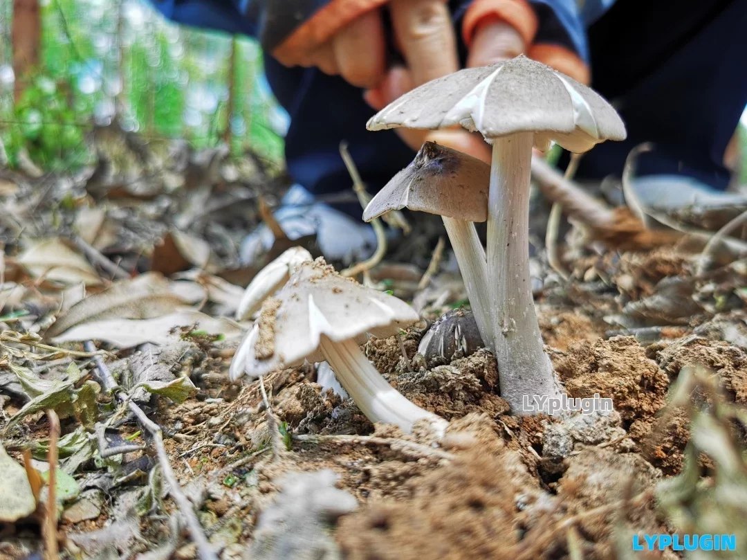老阳插件广西当地叫它是碎菌的鸡枞菌图片 | 老阳插件