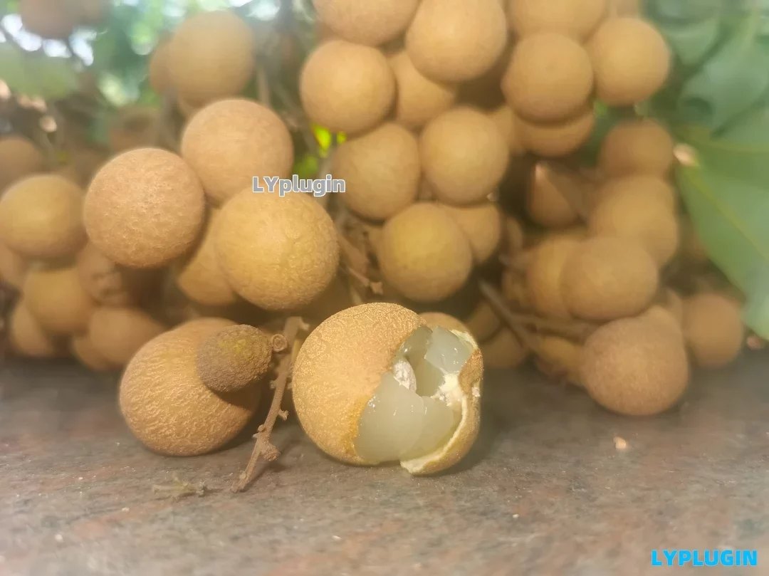 老阳插件7月8月龙眼的季节图片 | 老阳插件